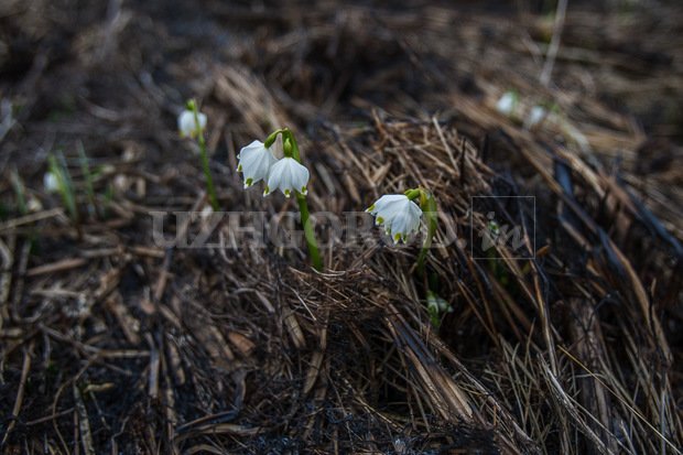 3i3g9762_fit_content_width_watermark