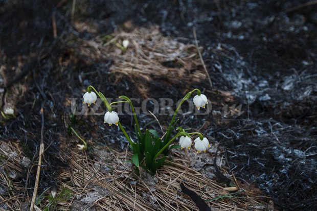 3i3g9773_fit_content_width_watermark