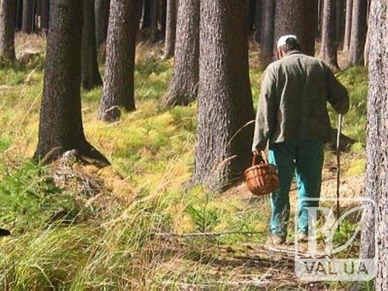 Грибника з Прикарпаття оштрафували на 17 тис. грн за знайдені у лісі набої