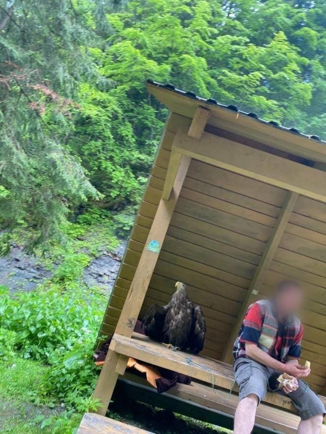 У Татарові чоловік продавав фотосесії з червонокнижним орлом: птаха вилучила поліція