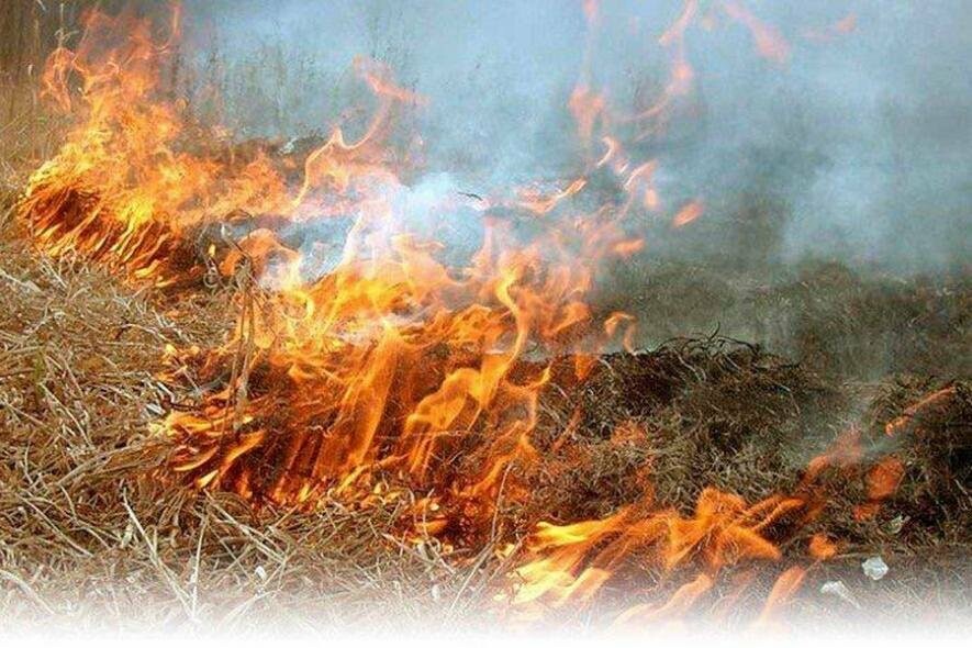 “Помаранчевий” рівень небезпечності оголосили на Прикарпатті через пожежну небезпеку