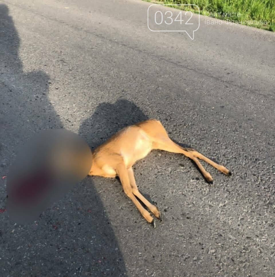 На Івано-Франківщині сайгу збили й кинули на узбіччі — вип..., фото-1 На Івано-Франківщині сайгу збили й кинули на узбіччі — випадок сколихнув соцмережі (ФОТО), фото-1