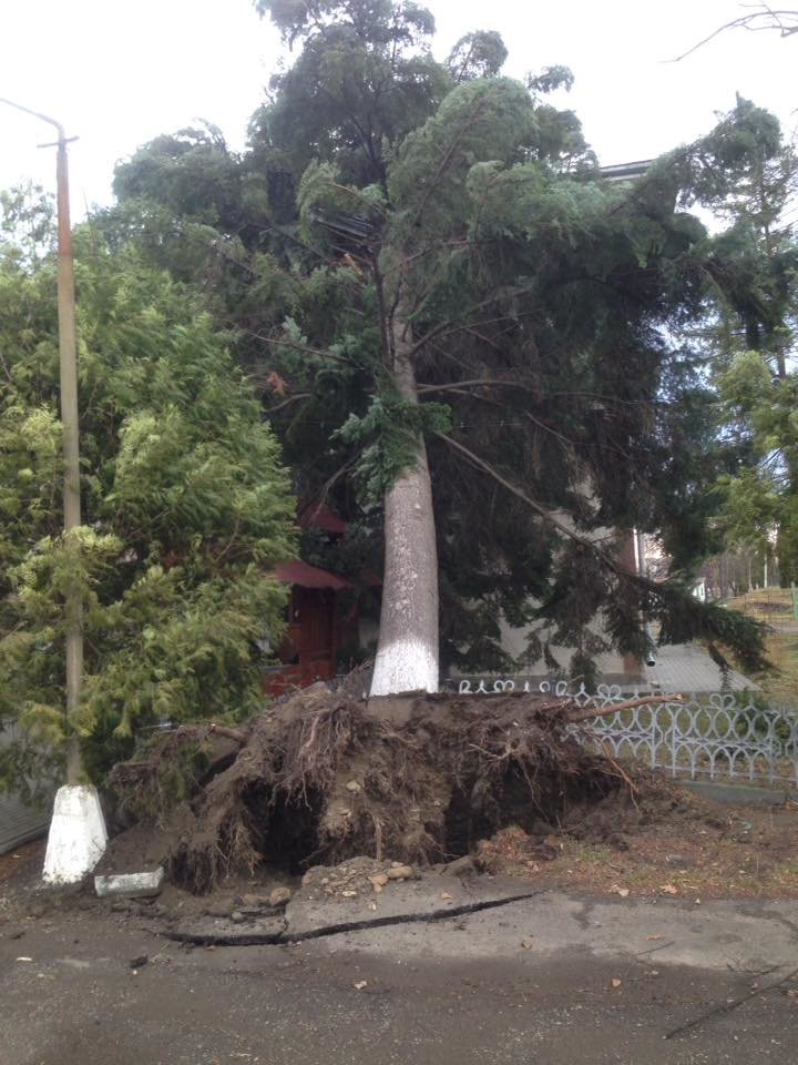 У Косові буревій повалив дерева. ФОТО, фото-2 У Косові буревій повалив дерева. ФОТО, фото-2