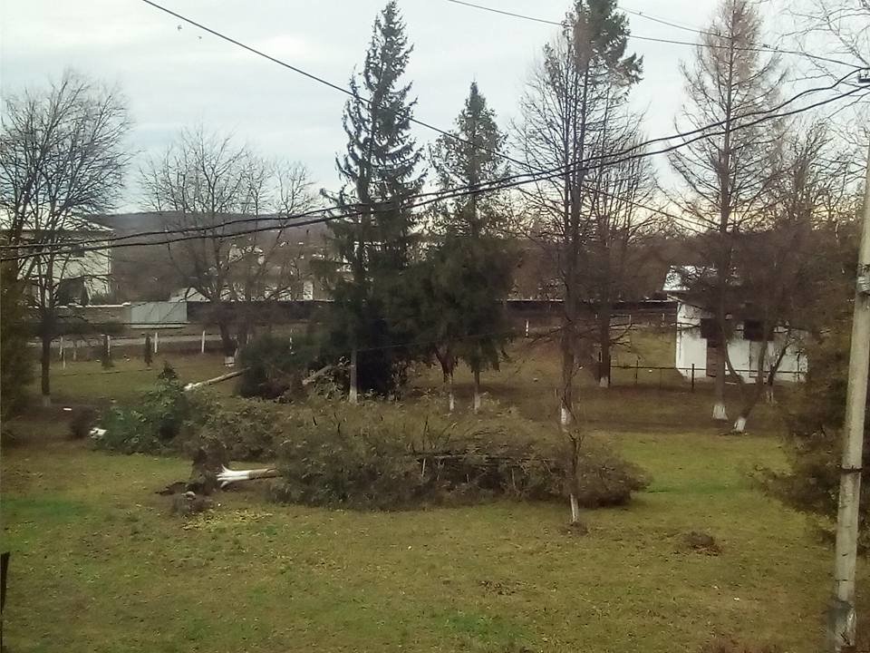 У Косові буревій повалив дерева. ФОТО, фото-4 У Косові буревій повалив дерева. ФОТО, фото-4