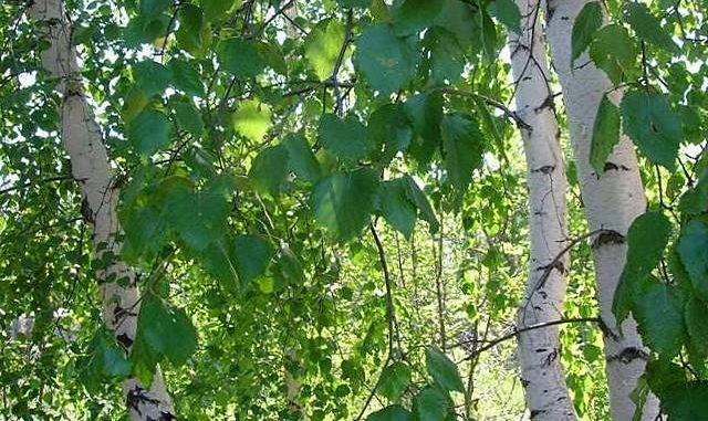 Сьогодні - свято Петра і Павла. Що значить цей день? ФОТО, фото-7 Сьогодні - свято Петра і Павла. Що значить цей день? ФОТО, фото-7