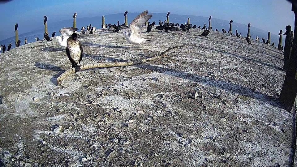 За птахами Галицького природного парку можна спостерігати о..., фото-3 За птахами Галицького природного парку можна спостерігати онлайн, фото-3