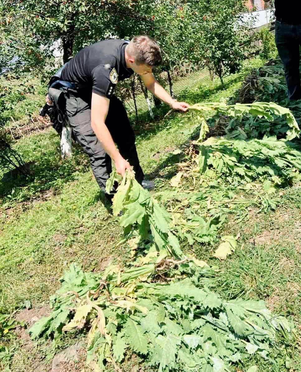 Понад тисячу рослин снодійного маку: поліція Прикарпаття продовжує виявляти незаконні посіви нарковмісних рослин 