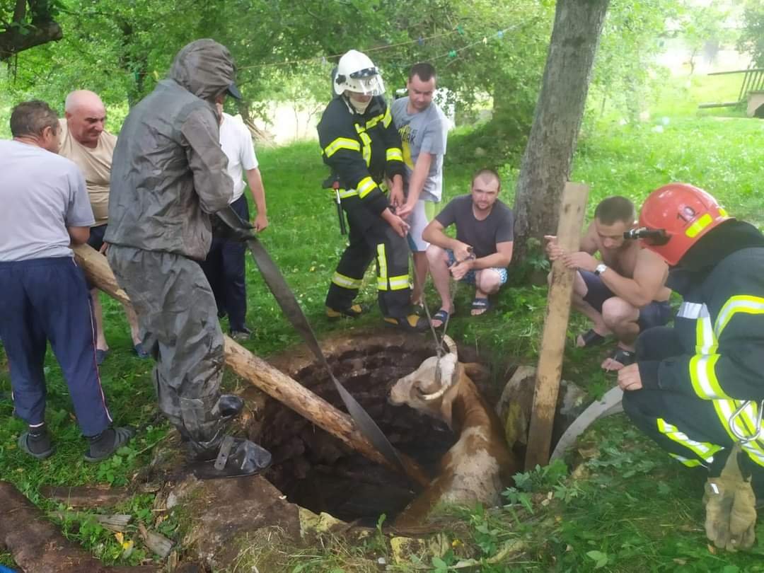 Рятувальників разом з селянами витягували корову з колектора під Долиною