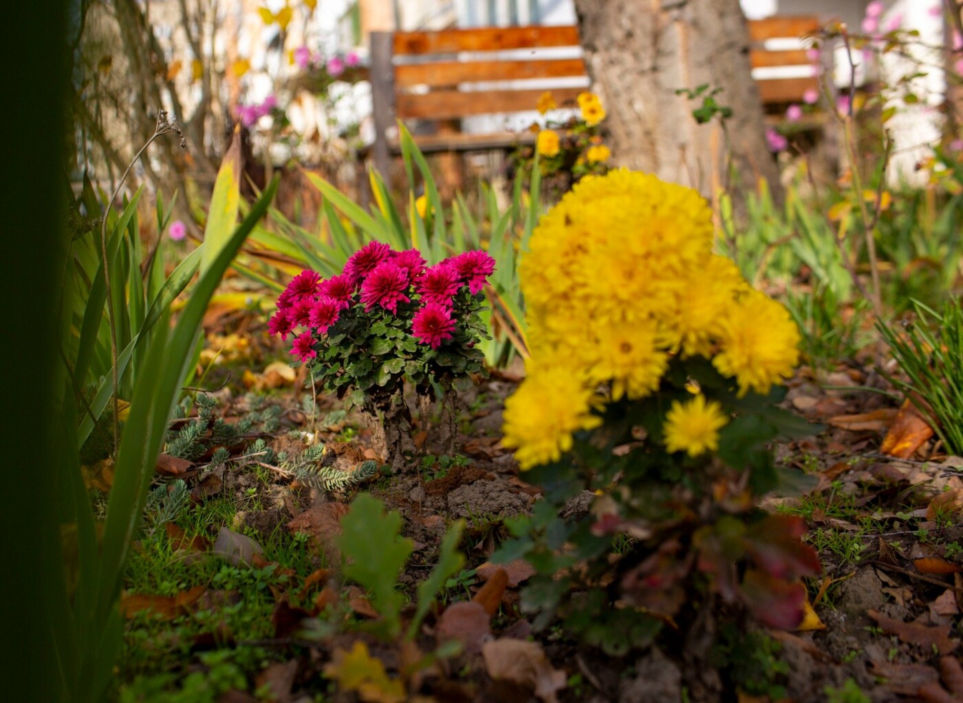 Квітучий Івано-Франківськ