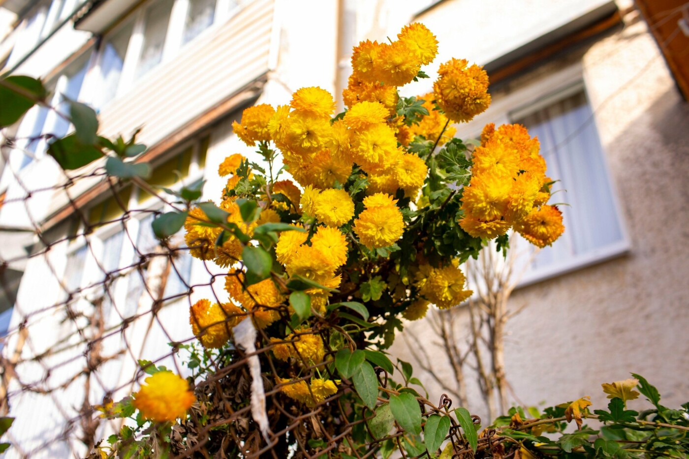 Квітучий Івано-Франківськ