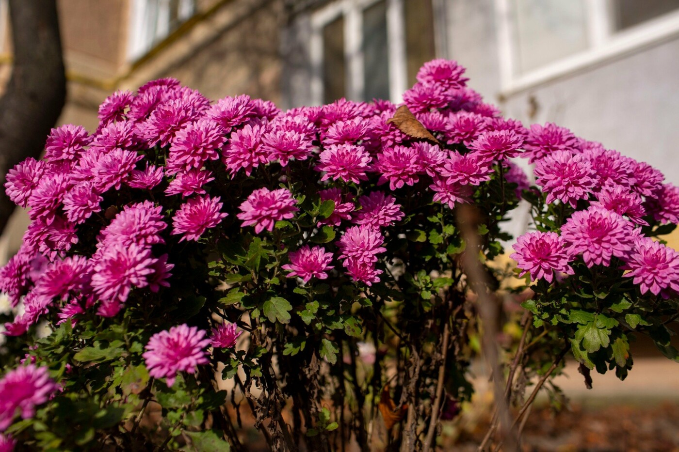 Квітучий Івано-Франківськ