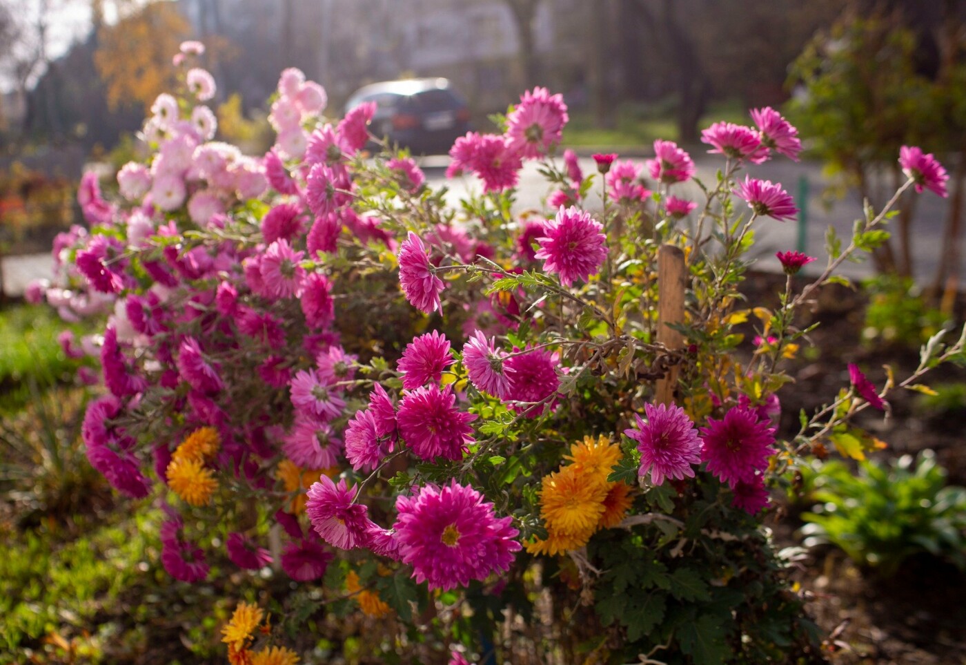 Квітучий Івано-Франківськ
