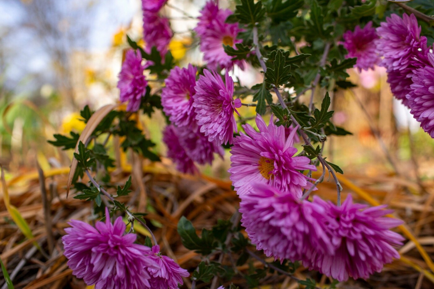 Квітучий Івано-Франківськ