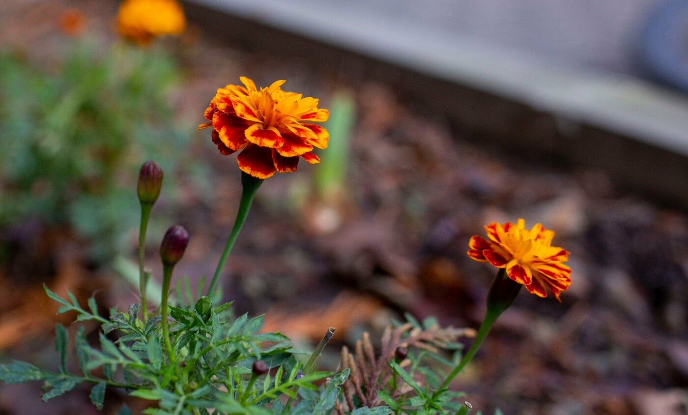 Квітучий Івано-Франківськ