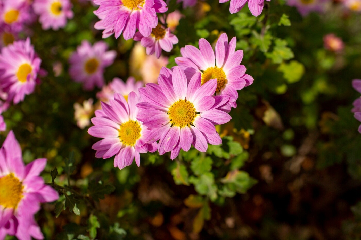Квітучий Івано-Франківськ