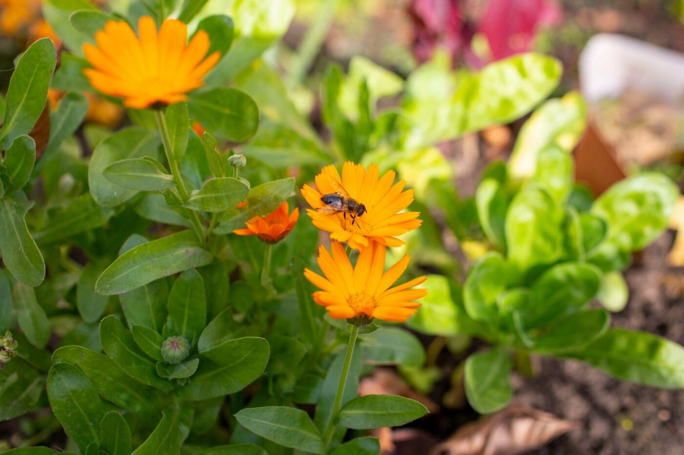 Квітучий Івано-Франківськ