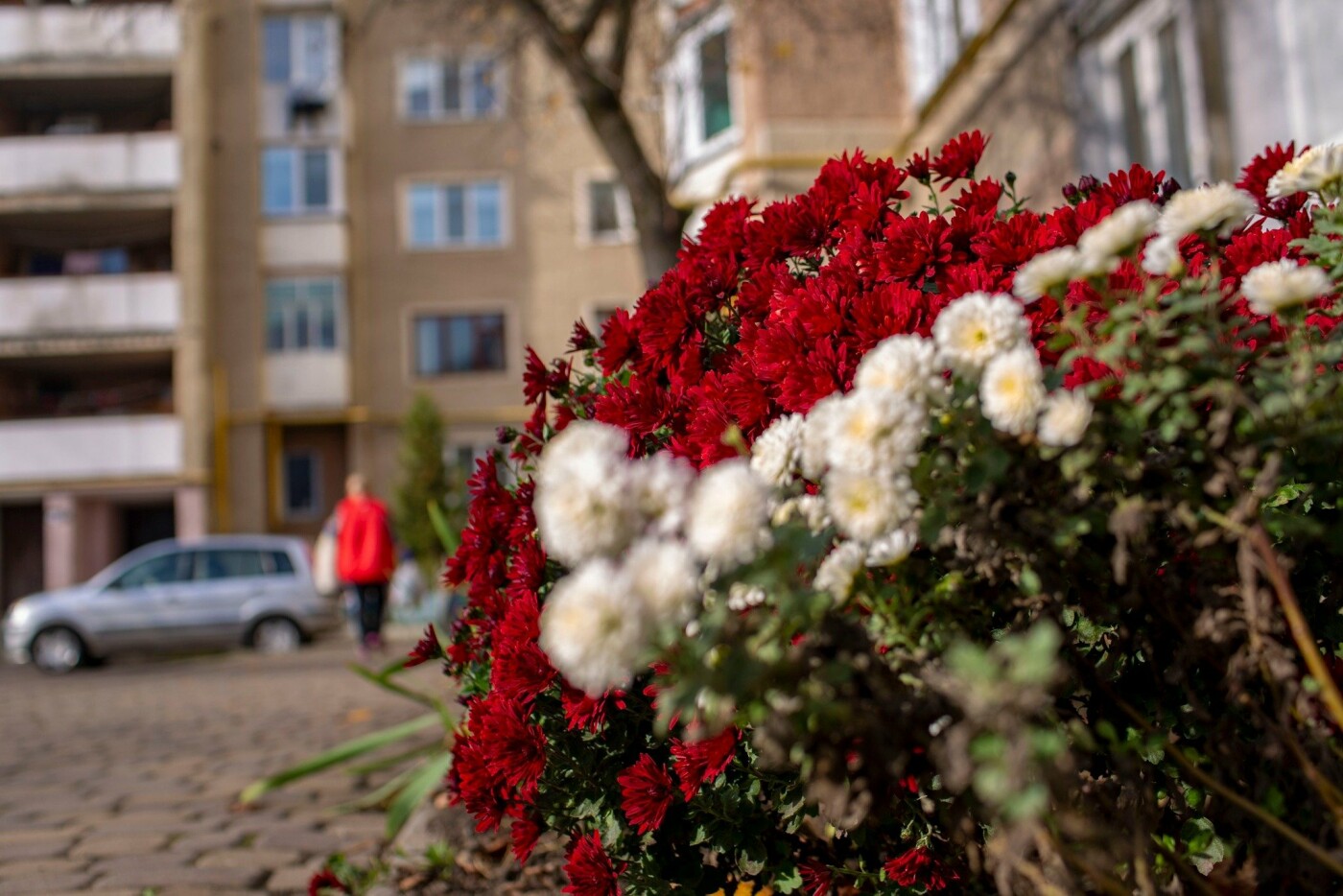 Квітучий Івано-Франківськ
