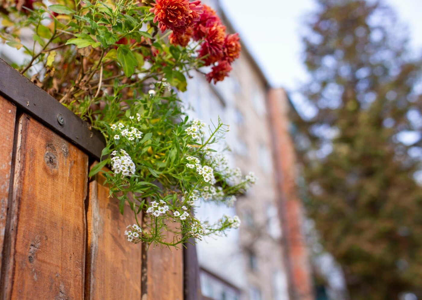 Квітучий Івано-Франківськ