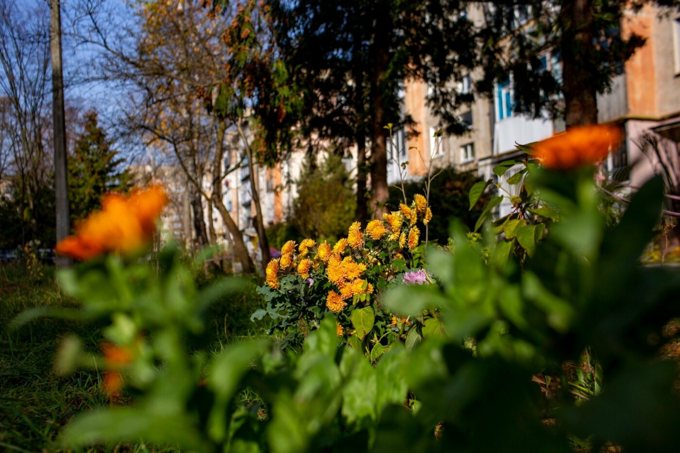 Квітучий Івано-Франківськ