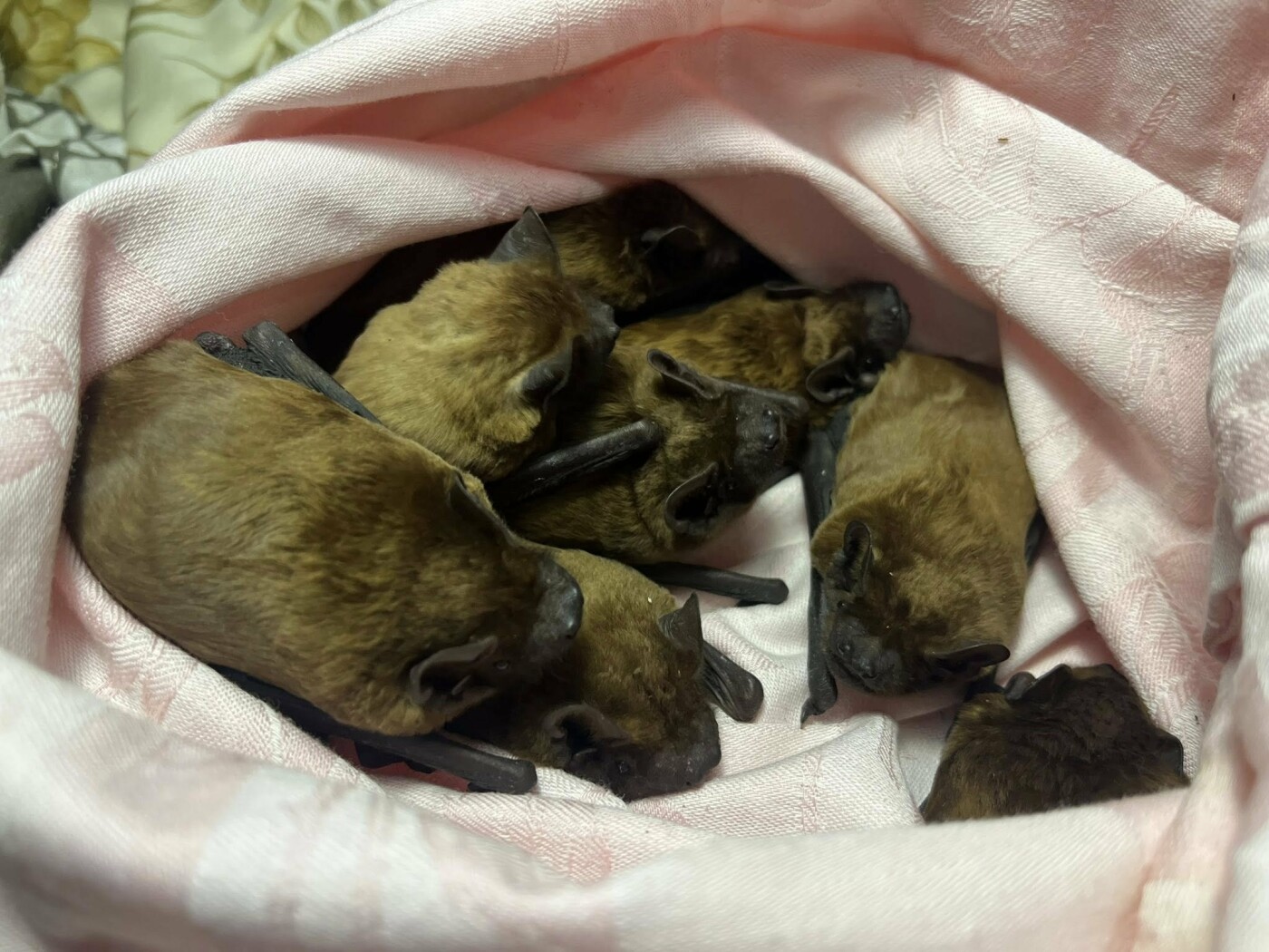 У Франківську знайшли кажанів