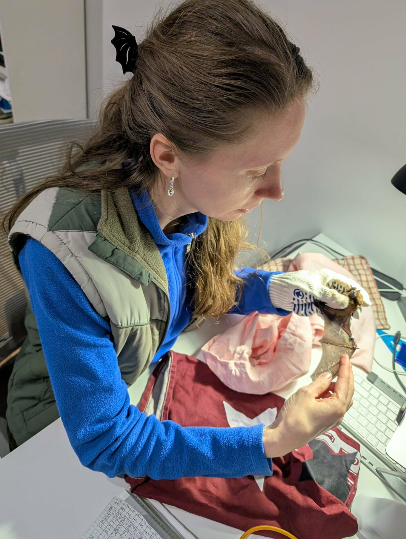 У Франківську знайшли кажанів