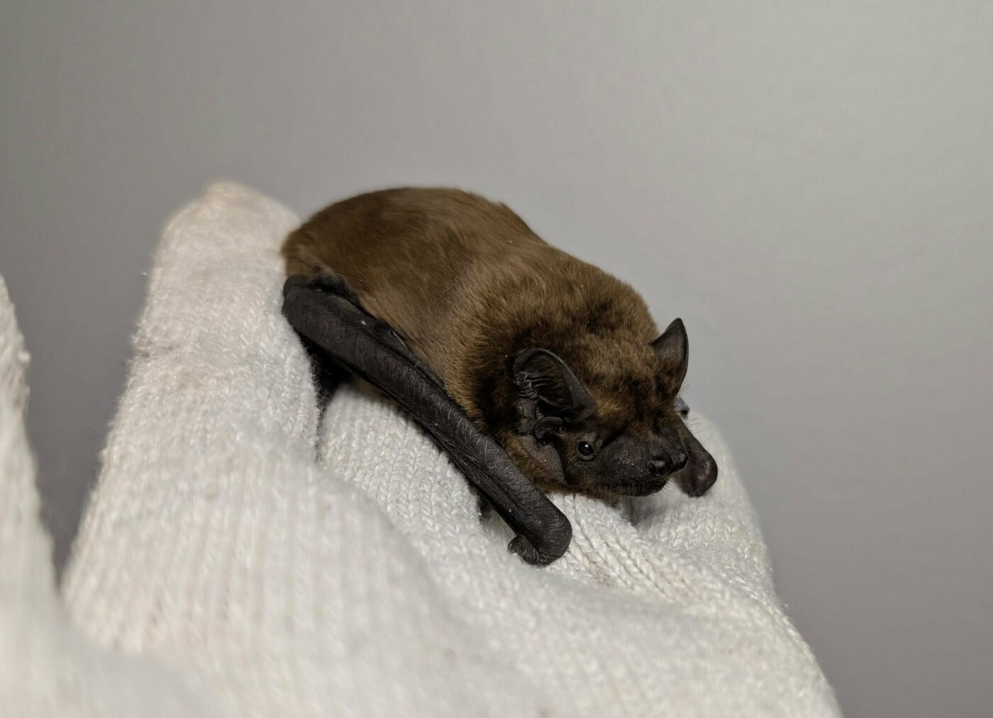 У Франківську знайшли кажанів