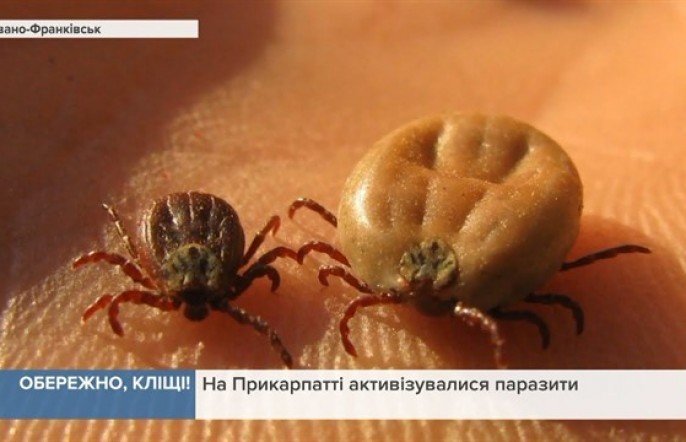 Обережно, кліщі: На Прикарпатті активізувалися паразити Обережно, кліщі: На Прикарпатті активізувалися паразити, pressman