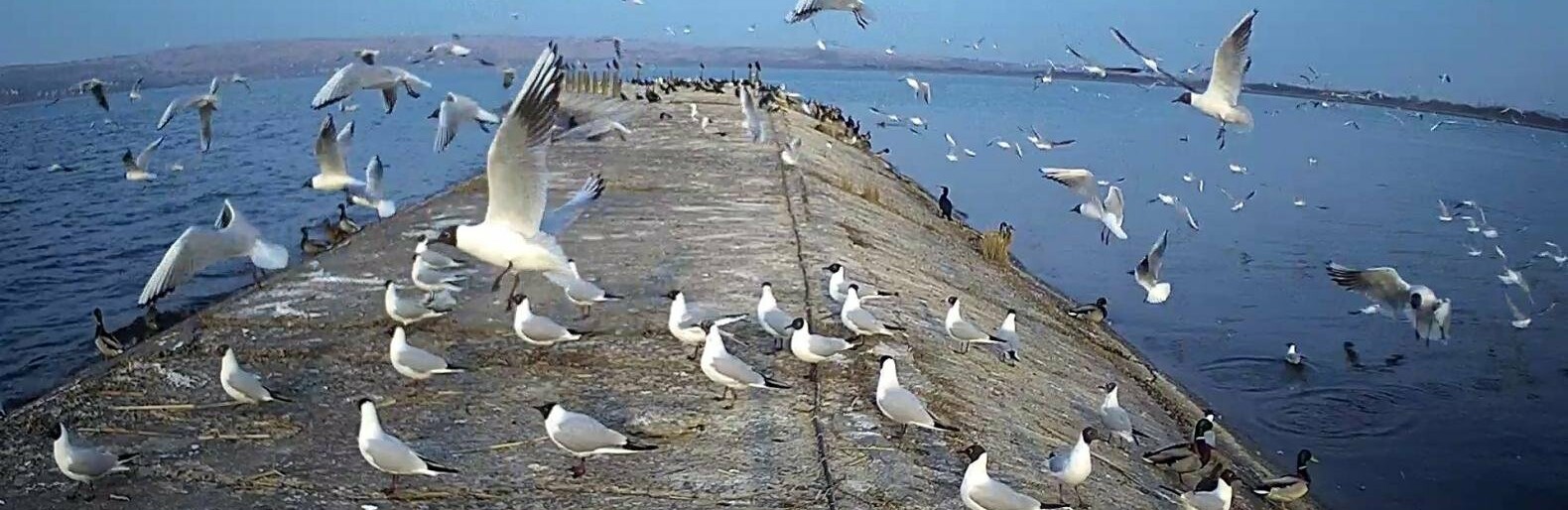 Точно весна прийшла: на Бурштинське “море” прилетіли мартини.