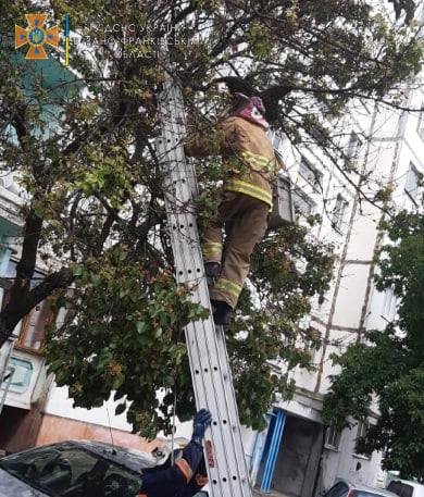 У Калуші знешкодили бджолиний рій у дворі 9-поверхівки