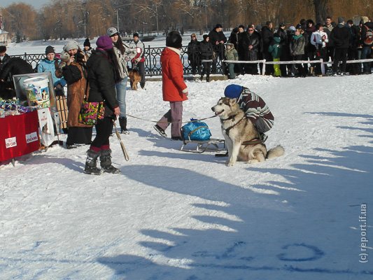 собаки в упряжках2