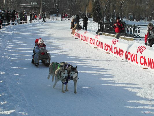 собаки в упряжках1