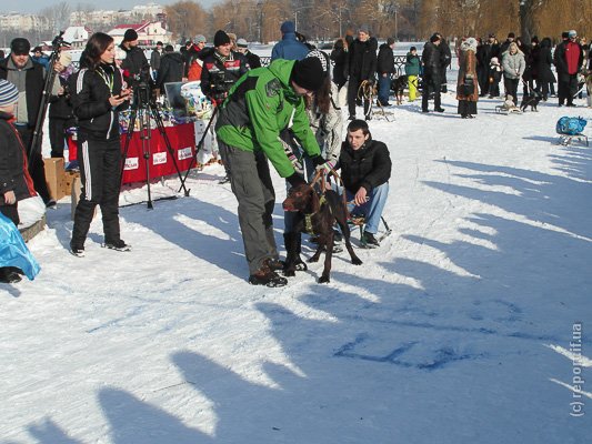 собаки в упряжках3