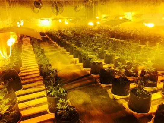 На Франківщині та Черкащині діяли потужні нарколабораторії, де вирощували наркотики для країн ЄС (ФОТО+ВІДЕО) (фото) - фото 2 На Франківщині та Черкащині діяли потужні нарколабораторії, де вирощували наркотики для країн ЄС (ФОТО+ВІДЕО) (фото) - фото 2