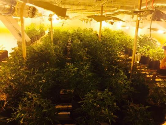 На Франківщині та Черкащині діяли потужні нарколабораторії, де вирощували наркотики для країн ЄС (ФОТО+ВІДЕО) (фото) - фото 1 На Франківщині та Черкащині діяли потужні нарколабораторії, де вирощували наркотики для країн ЄС (ФОТО+ВІДЕО) (фото) - фото 1