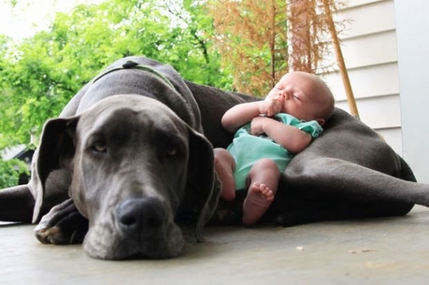 7722_7172310-r3l8t8d-650-cute-big-dogs-and-babies-12_148950469645